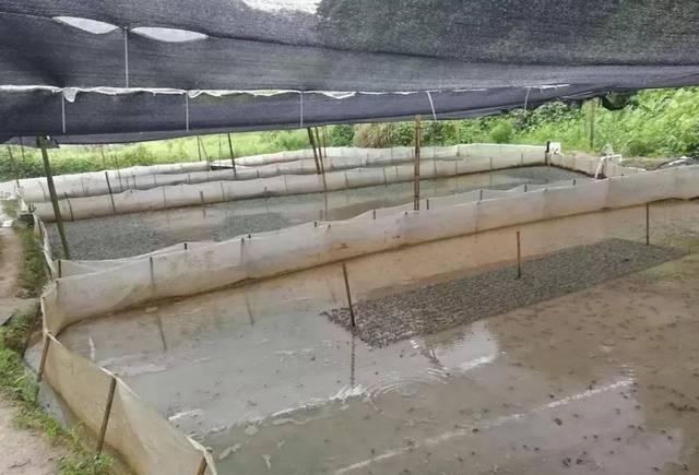  养殖场：曾经每亩躺赚10万，如今养多少亏多少，养殖户：明年还有戏吗？