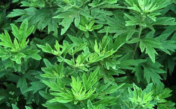 艾草洗澡的功效作用有哪些 需要注意什么?