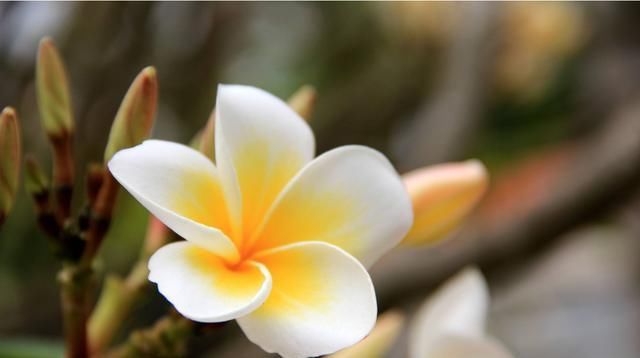  『开花』人见人爱的3种花，开花漂亮容易爆盆，打理简单不操心，四季开花