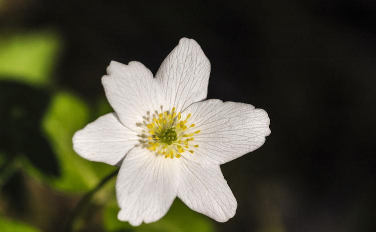 『款花』家养“5款花”,浇点水就爆盆,阳台上栽上几盆,花开美观又大气
