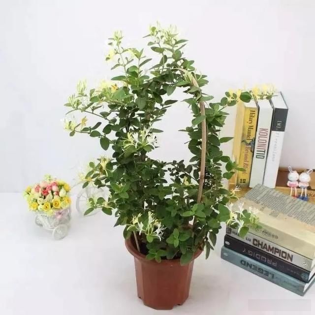  『芳香』家养7种花，芳香又杀菌