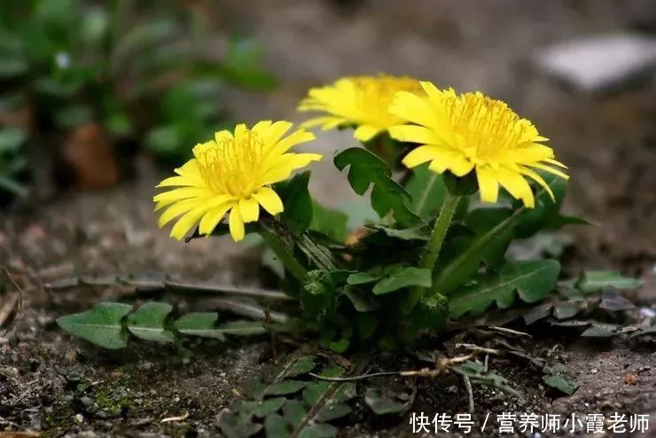 蒲公英泡水喝功效多,记住3个搭配,降糖、降脂