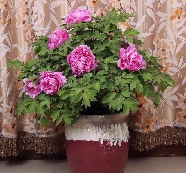  观赏价值极■家养六种“富贵花”，吉祥又如意，富贵又生财，人人都喜欢