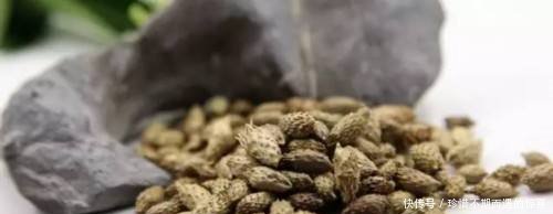 农村这“粘人草”，农民见了就砍，殊不知是治鼻炎良药