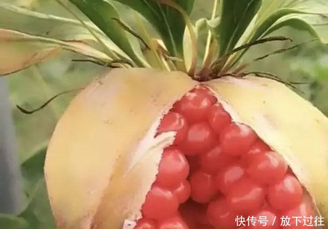 农村这草能败毒抗癌 农民种它1斤能卖600元成致富草