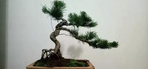  营养@盆景花盆表面铺的苔藓为什么总是黄黄的？淘米水养苔藓有妙用