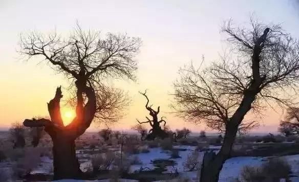 雪后的中国胡杨林，才是真正美爆了!