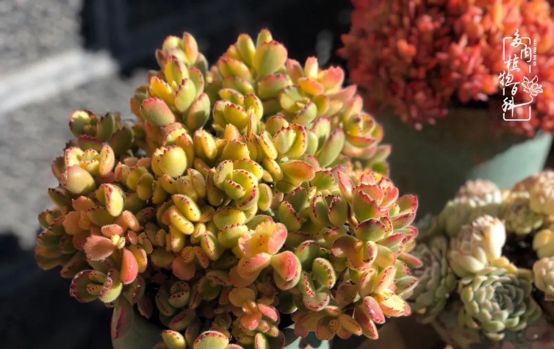  「院里」在茜的多肉小院里,花时间种快乐!