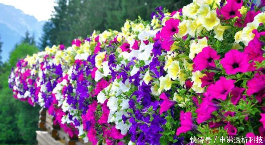  『养眼』“4种花”好养眼，开花一片，花团紧簇，养在家里人人羡慕！