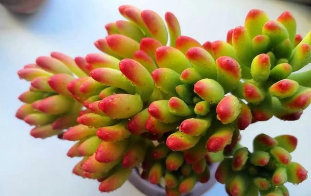  『控制』叶插多肉并不难,控制好3个关键点,出芽率有保障