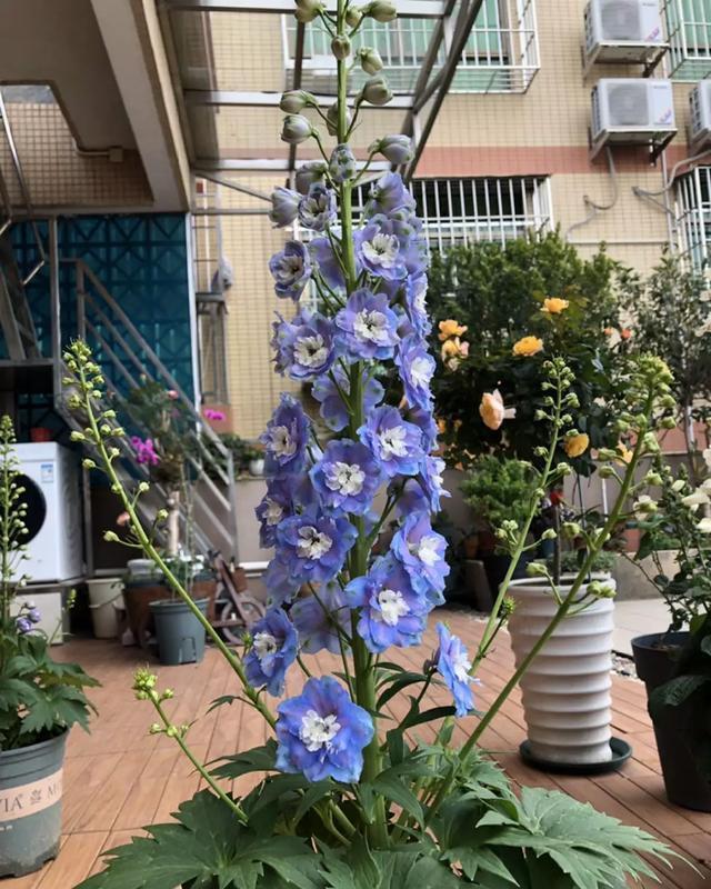 #想养#今年超级火的花,花量大,开的美,每一种都想养一盆!