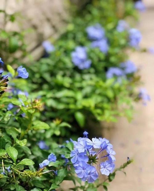  「蓝雪」这花春天长最快，俩月爬满一面墙，从3月开到11月！
