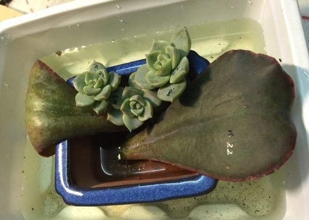  #花草#栽种花草时，先用生根粉还是先用多菌灵？搞清原理，谁先谁后不难