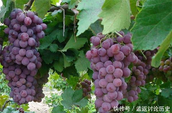  『葡萄』三种祛黑眼圈的水果，杨桃、葡萄、樱桃，深受女性的喜爱！