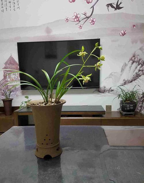  「惊鸿」喜欢牡丹，不如养“优良名菊”绿朝云，花似惊鸿起舞，晶莹碧绿