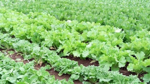  「参考」创业：农村能做什么？八大项目供您参考