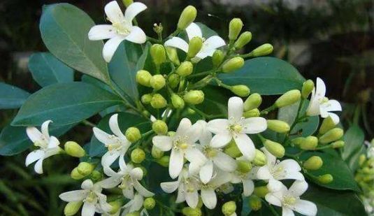  带有香味：“3种花卉”带香味，像是“天然香水”，夏天养1盆，蚊子不敢来