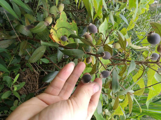  「着迷」这种小鱼刚烈与不可就范的个性，让钓鱼人着迷