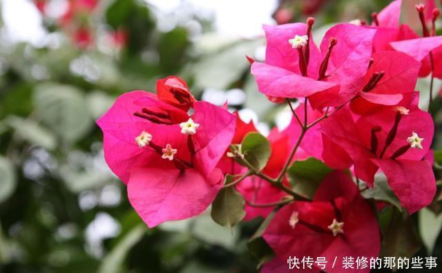  『棵三角』花市买的三角梅，春天换盆时发现塑料袋，想挽救很难了
