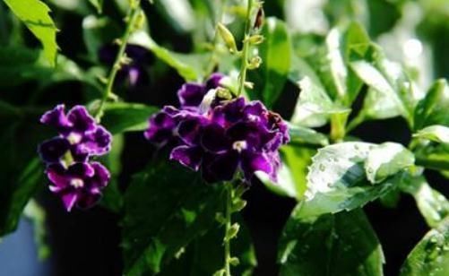  「花友」阳台养“假连翘”，叶片、花朵有双色，靠一点光，就能花开大半年