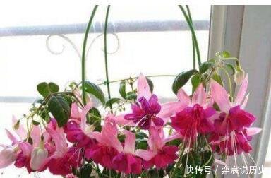 『长春花』“3种花”好养又漂亮,一年能开300多天花,适合“现在”养!