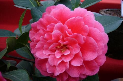  选择：掉花苞掉叶的茶花是选择赏花还是选择存活？小孩子才会选