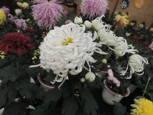  喜欢■喜欢菊花，不如养盆“上品名菊”白龙秀女，似翩翩仙女，妩媚动人
