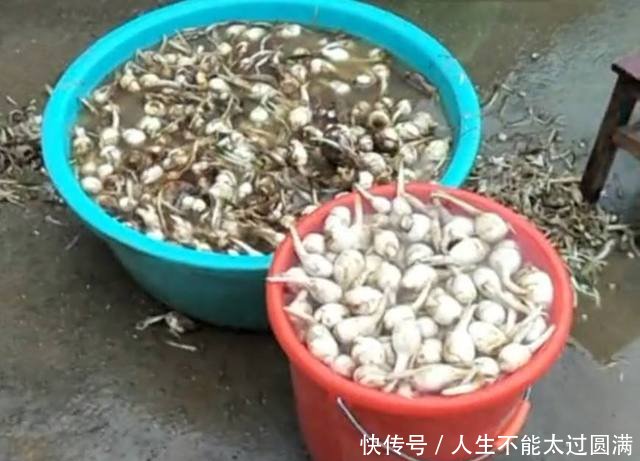 农民种植看似像“芋头”的它，一斤卖十元，靠它年赚三十万！