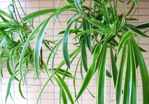  #花人#懂花人都养这4种花，尤其是第三种，长势喜人，旺宅旺事业！