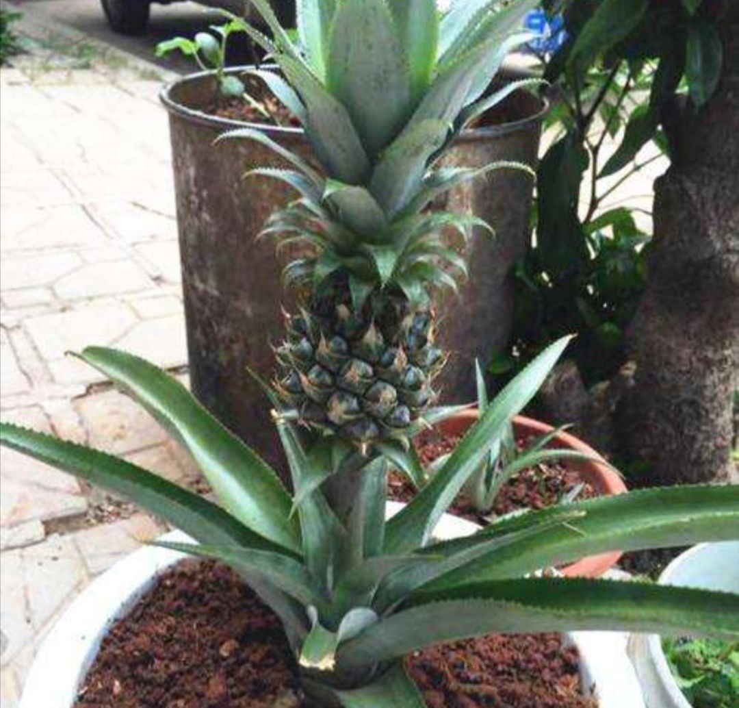  「叶子的菠萝」吃完的菠萝头不要扔,教你种出好看的菠萝盆栽,还能长菠萝