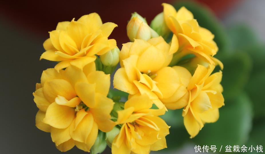 『艳丽』喜欢养护花卉,就养护花朵美丽,花色艳丽,花期长的5种花卉