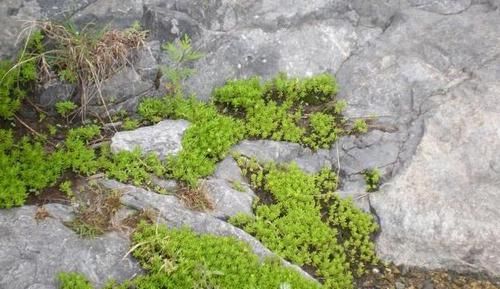  漂亮■一种小野草，长得太“独特”，花店老板稍加“修饰”，一盆100元