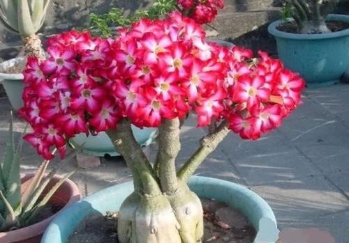 #长寿花#3种花,有个阳台就能养,盆越小开花越多,轻松开成花园