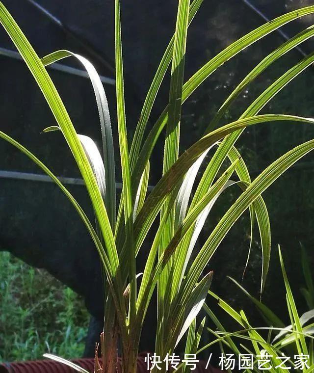  好处：新手养兰花，叶片喷雾有什么好处？