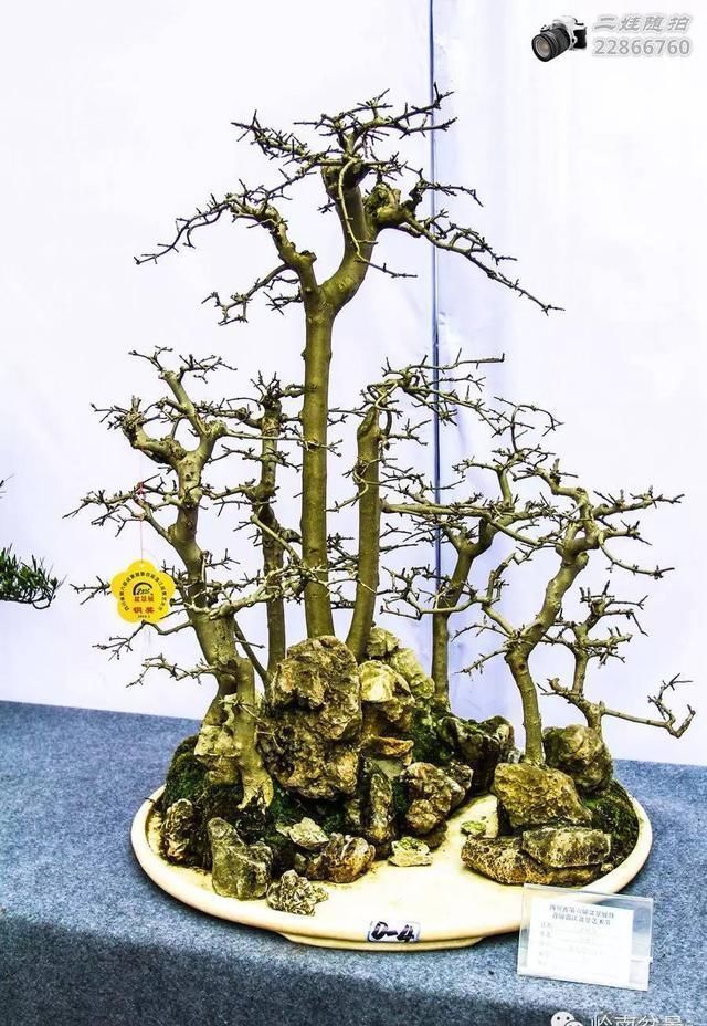 把温江盆景卖到欧洲去