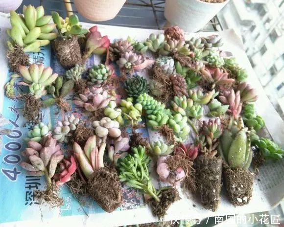  『图片作者』多肉变成白菜价，几毛钱1棵，有的都白送，你买贵了吗？