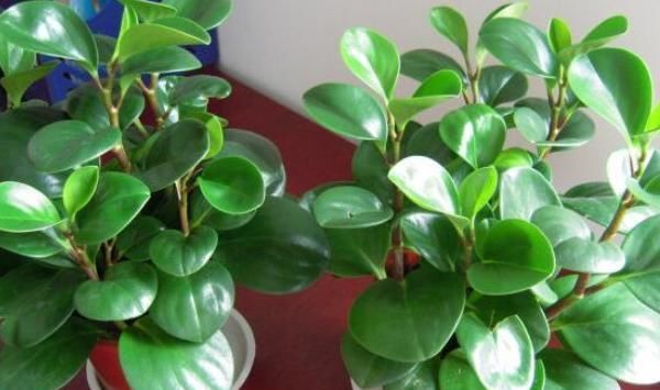  【豆瓣绿】观叶植物养一盆，叶子比花朵还好看，你们家里养了那些？