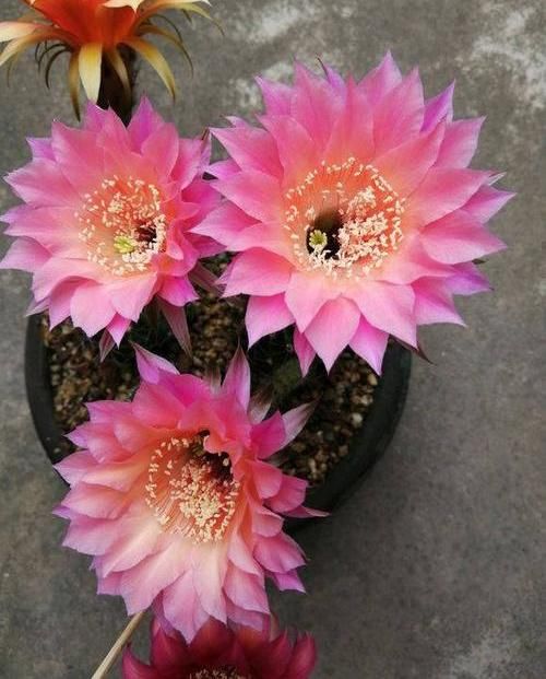  「仙人球的品种」仙人球养开花，花瓣寓意“幸运”，两个小要求，一下能开6朵花