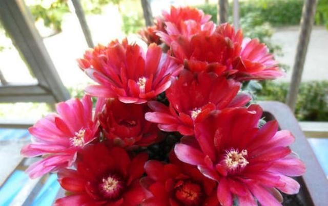  「仙人球」怎么仙人球开花跟昙花一样的?