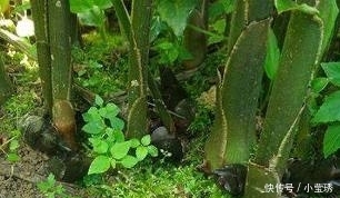 它在日本一斤80元，而在中国农村，都是长在厕所旁没人吃！