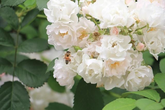  「春天」春天到，蔷薇开始“上房揭瓦”，注意这“5点”，开出大花墙