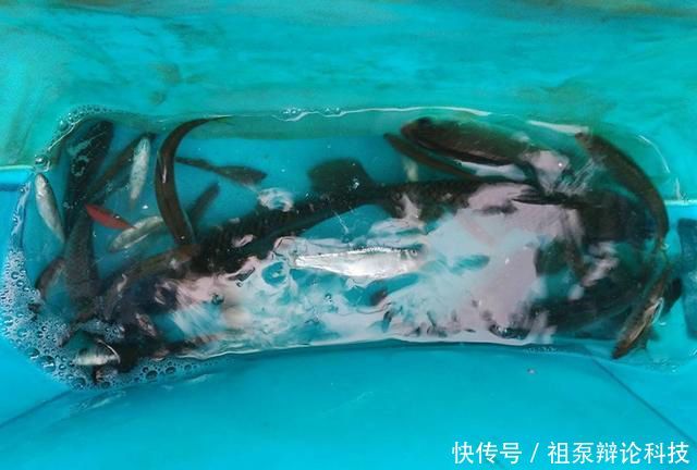 【情况下钓】春季垂钓:何时钓深?何时钓浅?看完这篇文章你就懂了