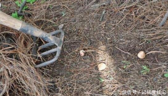 大爷在草堆里发现一堆“白色石头”,仔细辨认后,笑得合不拢嘴