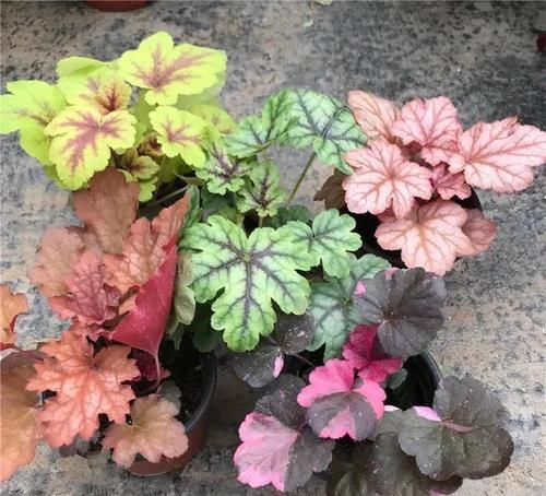  『植物』这种五彩斑斓的观叶植物，好养耐寒，让阳台或花园变得色彩缤纷！