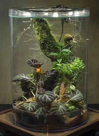 『绿植』没花园,没阳台、面积只有30㎡,怎么打造出最美花园?
