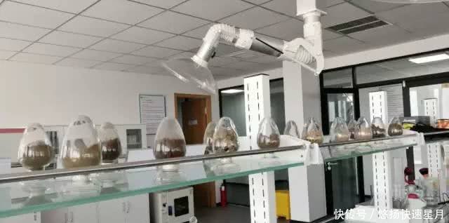 袁隆平又有大动作！