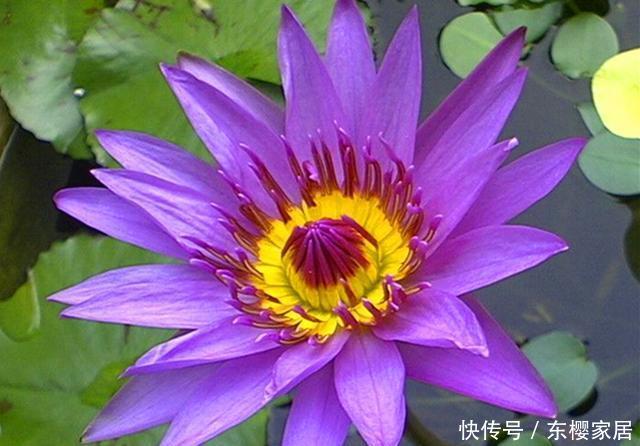 凌波仙子■世界上最娇贵的花之一,开花时美如凌波仙子,可惜花期短暂