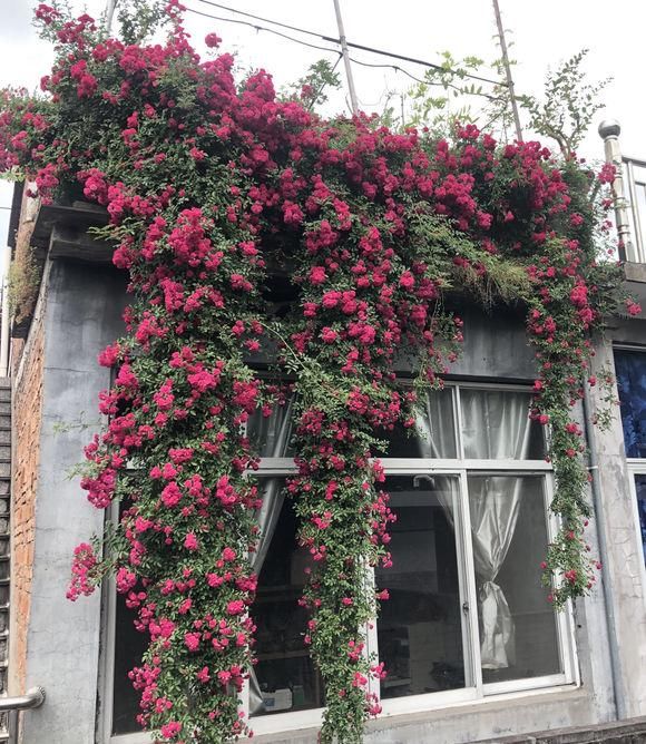  「小院」小院养这4种花，满墙都是花，太阳晒一晒，能开上千朵花