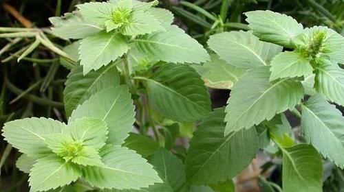 提味增:农村不起眼的野菜,营养价值很高,能清肠排毒、提味增香