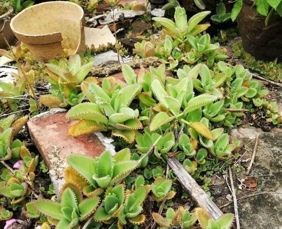  【慎养】这花要慎养，每年砍掉3麻袋，照样蹭蹭长！